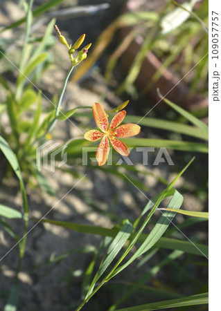 Blackberry lily 109057757