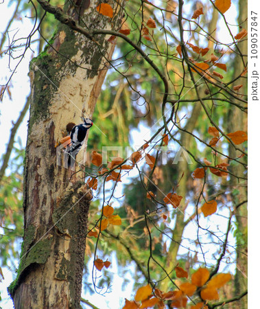 Woodpecker on an autumn tree near a hollow 109057847