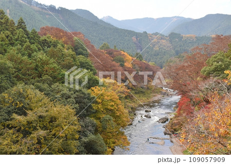 紅葉する御岳渓谷　東京 109057909