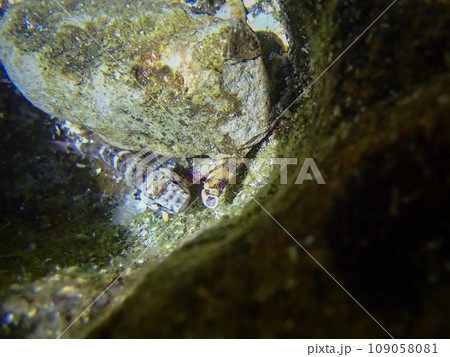 タイドプールのアゴハゼ タイドプールのアゴハゼ 109058081