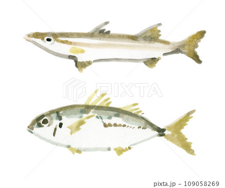 カマスとアジ　左向き 109058269