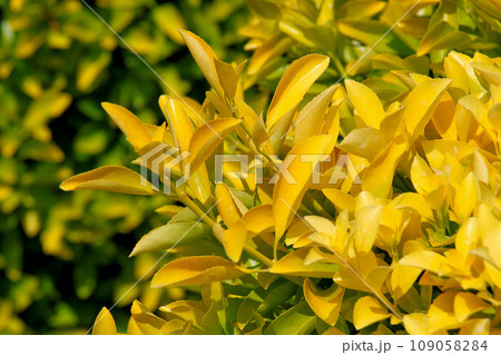 花博記念公園鶴見緑地　黄色い花　黄金マサキ 109058284