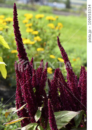 Red amaranth flowers in the summer garden. Beautiful flowers. Amaranthaceae. 109058334