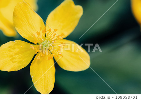 Two yellow flowers in the forest, close up Two yellow flowers in the forest, close up 109058701