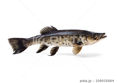 Image of snakehead fish isolated on white background. Animal., Fishs., Food. 109058864