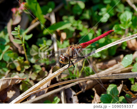 枯れた枝に止まるトンボ科アキアカネ 109059337