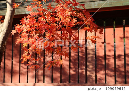 見頃を迎えた紅葉の遠近感 perspective scene of Momiji 109059613