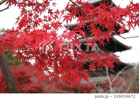 神社仏閣にある紅葉のひとコマ Momiji in shrine or temple 109059672