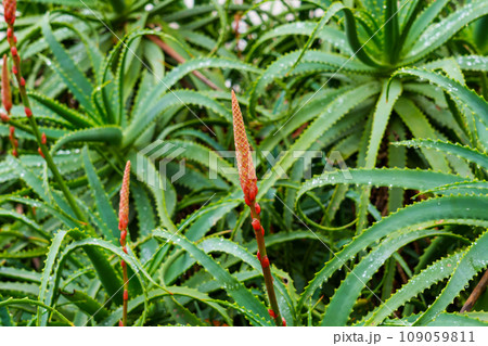 Aloe arborescens red flower with succulent leaf in beautiful bloom close up Aloe arborescens red flower with succulent leaf in beautiful bloom close up 109059811