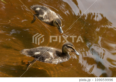 Duck with ducklings near the shore on the surface of the water 109059996