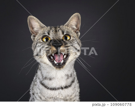 F4 Savannah cat on black background F4 Savannah cat on black background 109060778