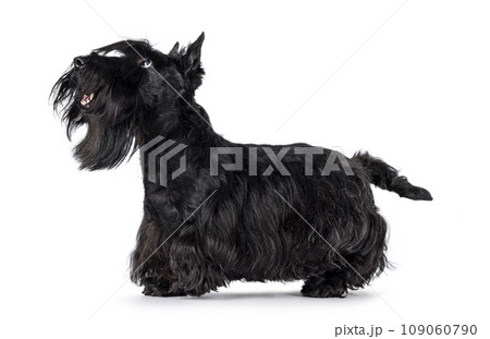 Scottish Terrier dog on white background Scottish Terrier dog on white background 109060790