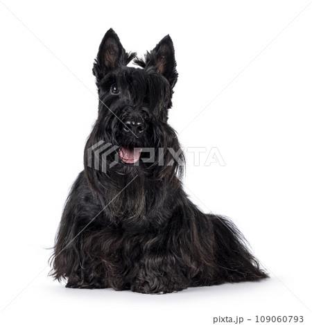 Scottish Terrier dog on white background 109060793