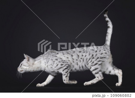 Silver Savannah F5 on black background Silver Savannah F5 on black background 109060802