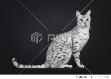 Silver Savannah F5 on black background Silver Savannah F5 on black background 109060803