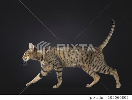 F4 Savannah on black background F4 Savannah on black background 109060805