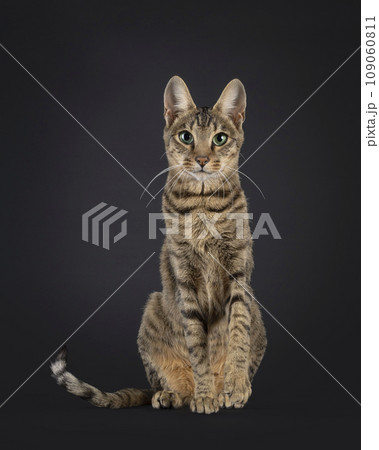 F4 Savannah on black background 109060811