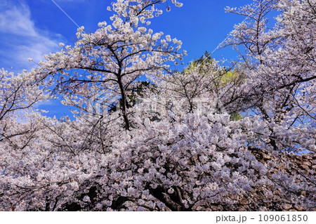 小諸城址の桜 109061850