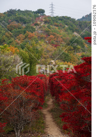 日本の兵庫県赤穂市の雄鷹台山のとても美しい秋の風景 日本の兵庫県赤穂市の雄鷹台山のとても美しい秋の風景 109062576