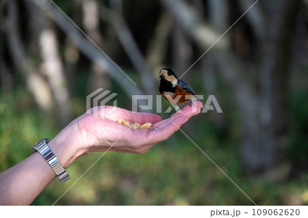 日本の兵庫県赤穂市の雄鷹台山のかわいいヤマガラの餌付け 日本の兵庫県赤穂市の雄鷹台山のかわいいヤマガラの餌付け 109062620