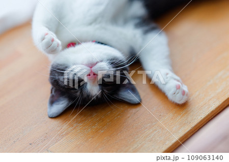 仰向けで寝る猫 109063140