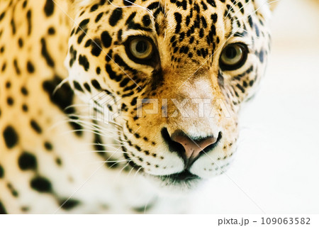 Leopard pantera padus kotiya in the rock 109063582
