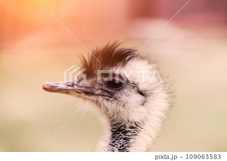 Ostrich head close up, autumn weather park outdoors Ostrich head close up, autumn weather park outdoors 109063583