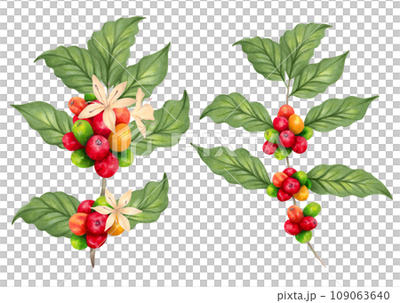 Branches of a coffee tree. The aroma of Robusta and Arabica varieties. Coffee factory. Ripening of coffee berries. Realistic natural style. Organic illustration.Coffee day. Hand drawn isolated art 109063640