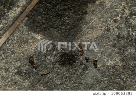 コウモリ　被害 109063893