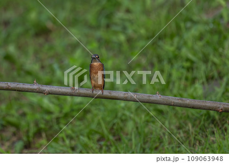 背伸びるしているカワセミ 109063948