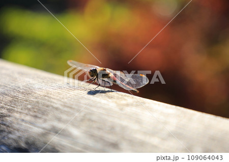 紅葉を背景に欄干で羽を休める赤とんぼ（日本 三重県伊勢市） 109064043