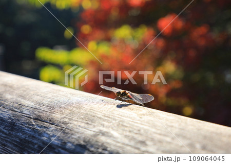 紅葉を背景に欄干で羽を休める赤とんぼ（日本 三重県伊勢市） 109064045