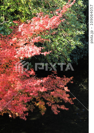 秋が深まる伊勢神宮の紅葉(日本 三重県伊勢市) 秋が深まる伊勢神宮の紅葉(日本 三重県伊勢市) 109064057