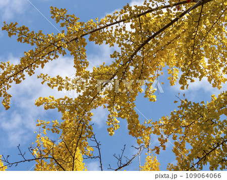 秋晴れの青空と黄色く色付いたイチョウの葉 109064066