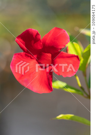 家の周りの草花 四季の色々 真紅の輝き 真夏の太陽に輝く マンデビラ 家の周りの草花 四季の色々 真紅の輝き 真夏の太陽に輝く マンデビラ 109064175