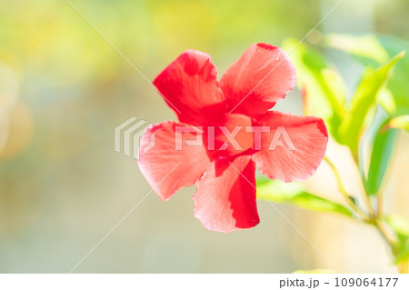 家の周りの草花　四季の色々　真紅の輝き　真夏の太陽に輝く　マンデビラ 109064177