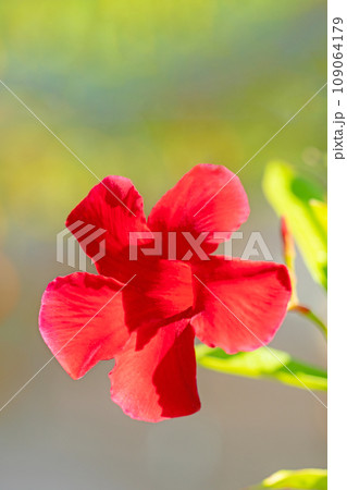 家の周りの草花　四季の色々　真紅の輝き　真夏の太陽に輝く　マンデビラ 109064179