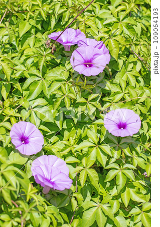 家の周りの草花 四季の色々 紫の輝き 真夏の太陽に輝く 大輪の花びら モミジバヒルガオ 家の周りの草花 四季の色々 紫の輝き 真夏の太陽に輝く 大輪の花びら モミジバヒルガオ 109064193