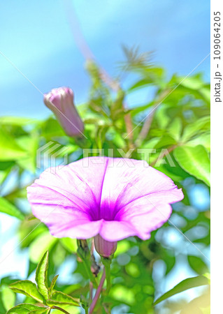 家の周りの草花　四季の色々　紫の輝き　真夏の太陽に輝く　大輪の花びら　モミジバヒルガオ 109064205