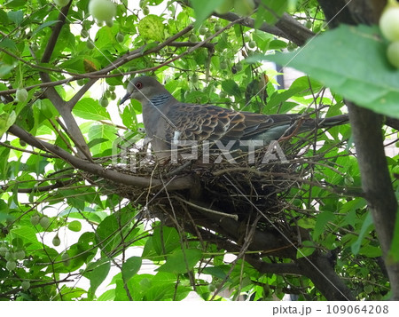 これから子育てする鳩 これから子育てする鳩 109064208