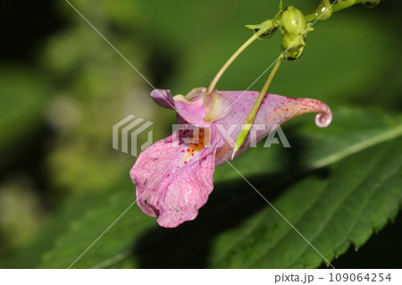 ツリフネソウの花 109064254
