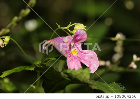 ツリフネソウの花 109064256
