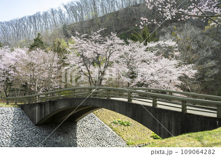 不老橋と桜　滝野すずらん丘陵公園　札幌市 109064282