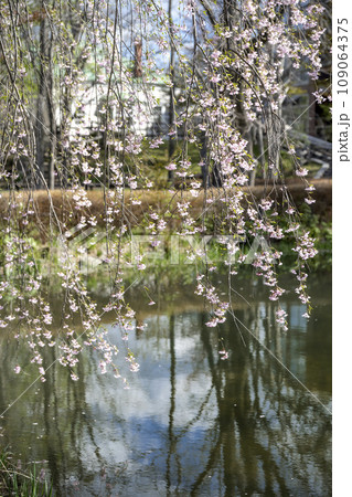 エドウィン・ダン記念公園のしだれ桜 札幌市 エドウィン・ダン記念公園のしだれ桜 札幌市 109064375