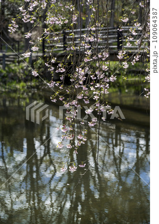 エドウィン・ダン記念公園のしだれ桜　札幌市 109064387
