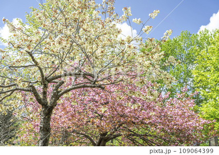 御衣黄(黄緑色の桜) 石山緑地 札幌市 御衣黄(黄緑色の桜) 石山緑地 札幌市 109064399