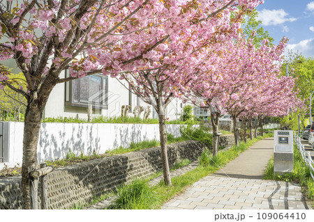 真駒内用水の桜並木 札幌市 真駒内用水の桜並木 札幌市 109064410
