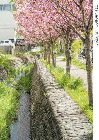 真駒内用水の桜並木 札幌市 真駒内用水の桜並木 札幌市 109064411