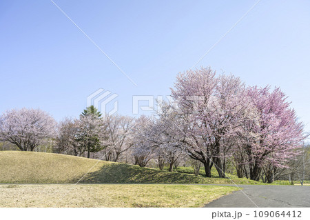 桜咲く真駒内公園 札幌市 桜咲く真駒内公園 札幌市 109064412