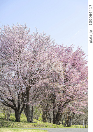 桜咲く真駒内公園 札幌市 桜咲く真駒内公園 札幌市 109064417